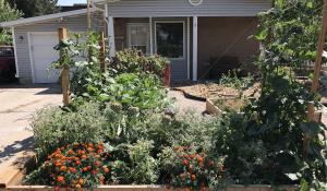 John and Holly Trimble's garden