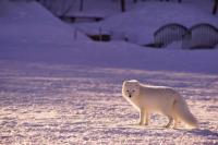 arctic fox standing in the snowy landscape looking at the camera; goldman sachs is ending oil & gas in the arctic