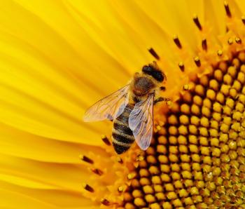 bee on sunflower