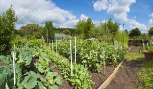 community garden