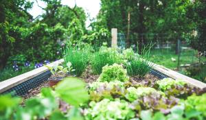 Image: lush raised bed garden. Topic: Climate Victory Gardening 101