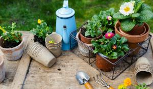 Climate Victory Gardening Resources | Tips, Guides & Tools