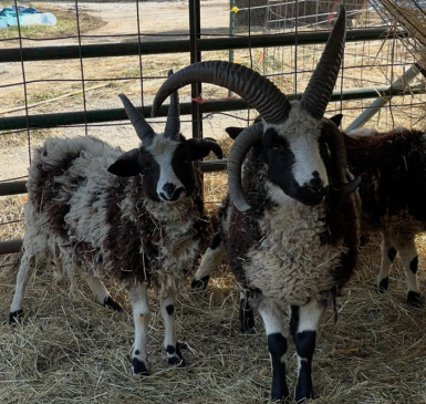 Two horned goats from Three Flock Farm
