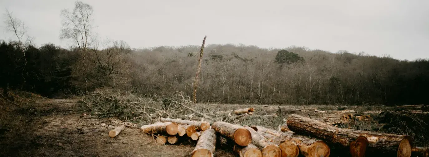 Deforestation