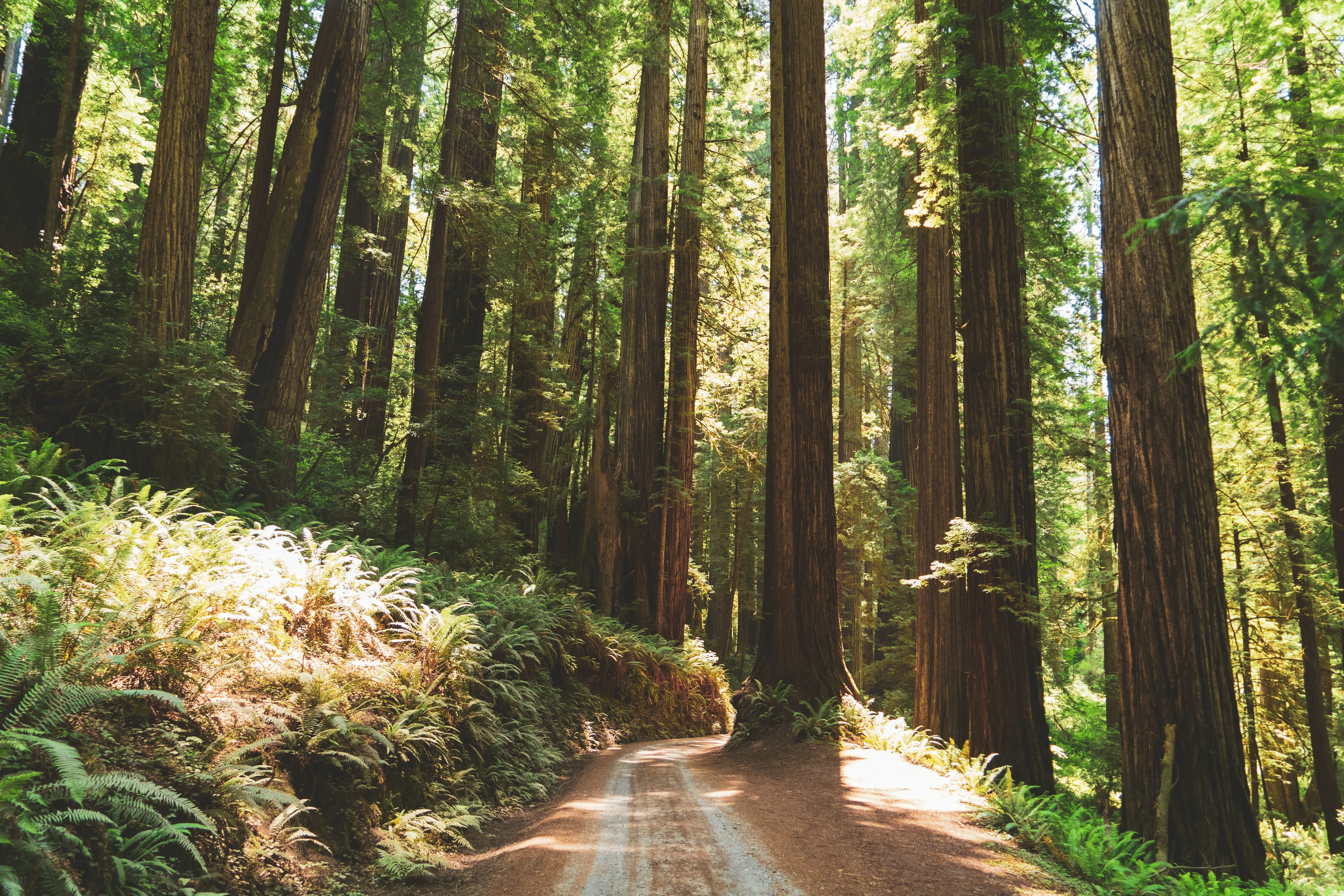 Dirt path in a lush forest. The sun is coming through the trees.