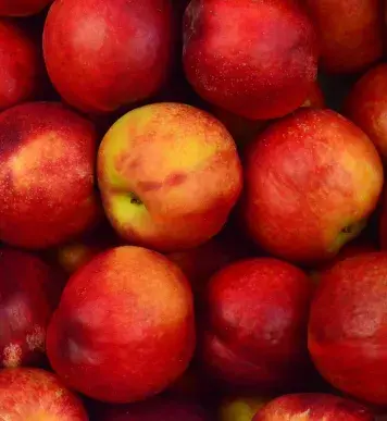 Image: red apples. Topic: Green America's Work on Sustainable Food Systems