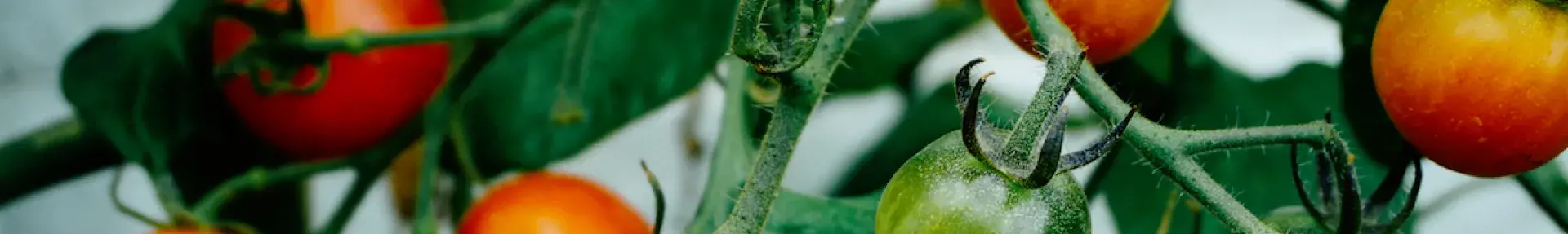 Image: red apples. Topic: Green America's Work on Sustainable Food Systems