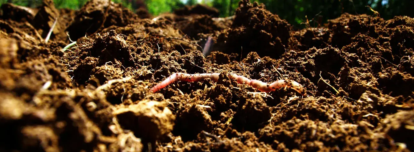 Image: close up of rich soil with an earth worm. Title: Climate Victory Gardening: How Does It Work?